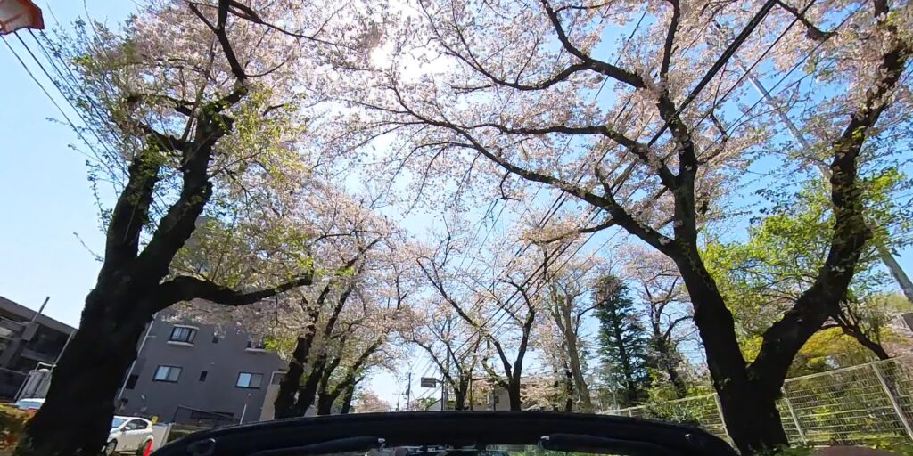 Insta360 X3 で桜