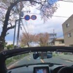 コペンで桜並木